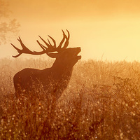 Buy canvas prints of Deer in Golden Light  by Inguna Plume