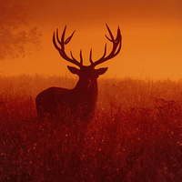 Buy canvas prints of  Deer stag! by Inguna Plume
