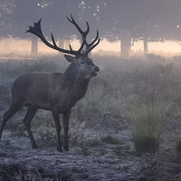Buy canvas prints of  Red deer stag! by Inguna Plume