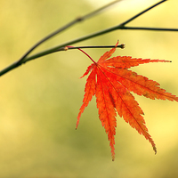 Buy canvas prints of  Autumn leaf by Inguna Plume