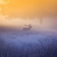 Buy canvas prints of Deer stag! by Inguna Plume