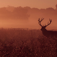 Buy canvas prints of Red deer! by Inguna Plume