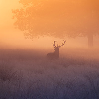 Buy canvas prints of A deer stag watching the sunrise!  by Inguna Plume