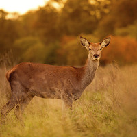 Buy canvas prints of  Red deer! by Inguna Plume