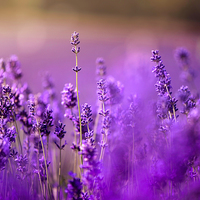Buy canvas prints of Purple lavenders! by Inguna Plume