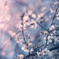Buy canvas prints of  Cherry blossom by Inguna Plume