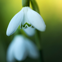 Buy canvas prints of  Snowdrops! by Inguna Plume