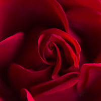 Buy canvas prints of  Red rose! by Inguna Plume