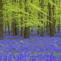 Buy canvas prints of Bluebell Wood by Inguna Plume