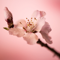 Buy canvas prints of  Cherry blossoms by Inguna Plume