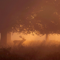 Buy canvas prints of  Silhouette of Deer in Mist at Sunrise by Inguna Plume