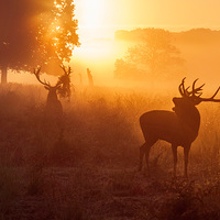 Buy canvas prints of Deer stags   by Inguna Plume