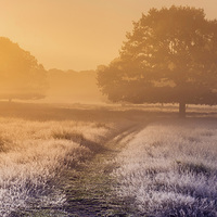 Buy canvas prints of  Foggy meadow at sunrise by Inguna Plume