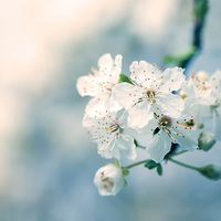 Buy canvas prints of  Cherry blossom! by Inguna Plume