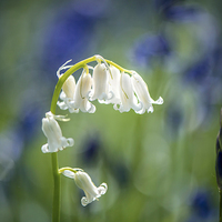 Buy canvas prints of White bluebell  by Inguna Plume