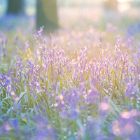 Buy canvas prints of  Bluebells by Inguna Plume