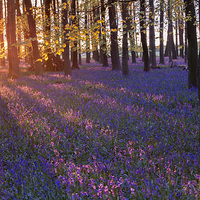 Buy canvas prints of  Bluebell sunset by Inguna Plume