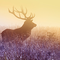 Buy canvas prints of Deer stag by Inguna Plume