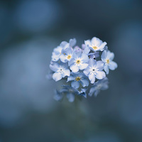 Buy canvas prints of  Forget me not by Inguna Plume