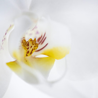 Buy canvas prints of  Orchid by Inguna Plume
