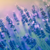 Buy canvas prints of Purple lavenders! by Inguna Plume