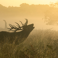 Buy canvas prints of  Red deer stag by Inguna Plume