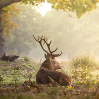 Buy canvas prints of Red deer stag by Inguna Plume