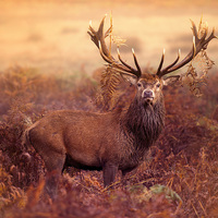 Buy canvas prints of Red deer stag by Inguna Plume
