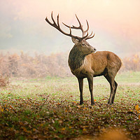 Buy canvas prints of Red deer stag by Inguna Plume