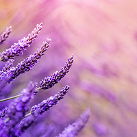 Buy canvas prints of Lavender! by Inguna Plume