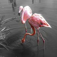 Buy canvas prints of  Flamingo by Rob Chadwick