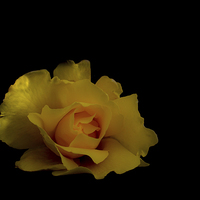 Buy canvas prints of  a lone rose by Rob Chadwick