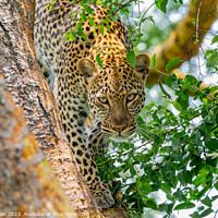 Buy canvas prints of Leopard in the Tree by Lee Wilson