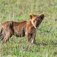 Buy canvas prints of Wild Lion Cub by Lee Wilson