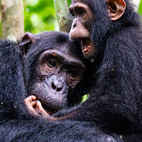 Buy canvas prints of Chimps at Play by Lee Wilson
