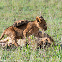 Buy canvas prints of Lion Cubs at Play by Lee Wilson