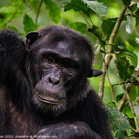 Buy canvas prints of Thoughtful Chimp by Lee Wilson