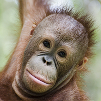 Buy canvas prints of Baby Orangutan, Itinban by Lee Wilson