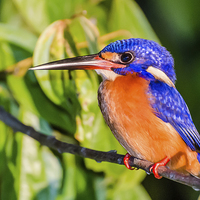 Buy canvas prints of  Blue Eared Kingfisher by Lee Wilson