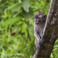 Buy canvas prints of  Long Tailed Macaque by Lee Wilson