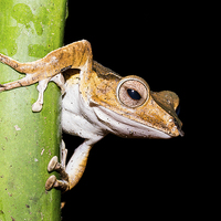 Buy canvas prints of  Tree Frog by Lee Wilson