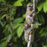 Buy canvas prints of  Monkey Business by Lee Wilson