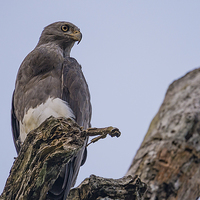 Buy canvas prints of  Grey Headed Fish Eagle by Lee Wilson