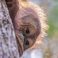 Buy canvas prints of  Orangutan Itinban by Lee Wilson