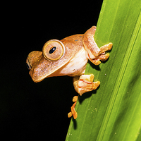 Buy canvas prints of  Borneo Tree Frog by Lee Wilson