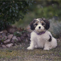 Buy canvas prints of  Cute Puppy by John Downes