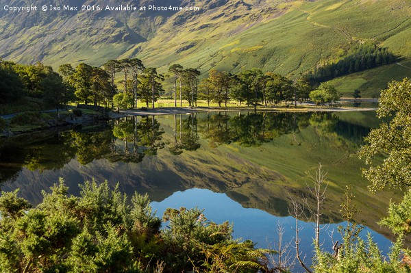 Buttermere Trees, Lake District Picture Board by The Tog