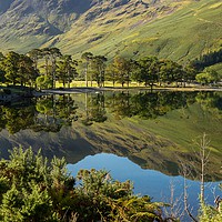 Buy canvas prints of Buttermere Trees, Lake District by The Tog