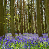 Buy canvas prints of Forest Of Dean Bluebells by The Tog