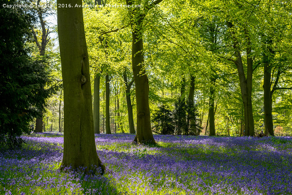 Forest Of Dean Bluebells Picture Board by The Tog